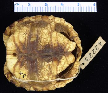 Media type: image; Herpetology R-42223